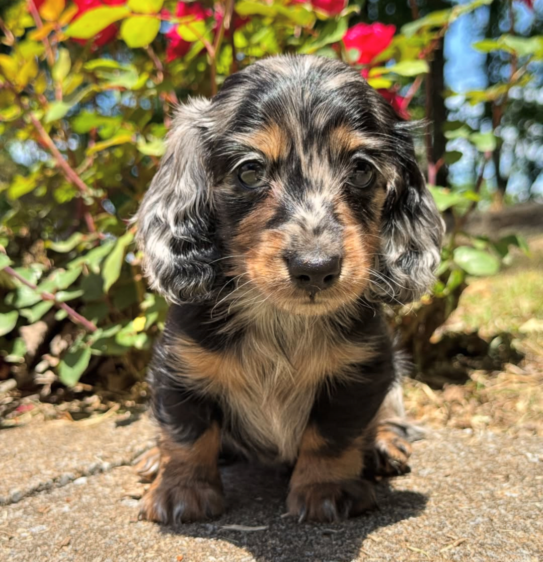 Luna, a Silver Dapple longhair dachshund puppy