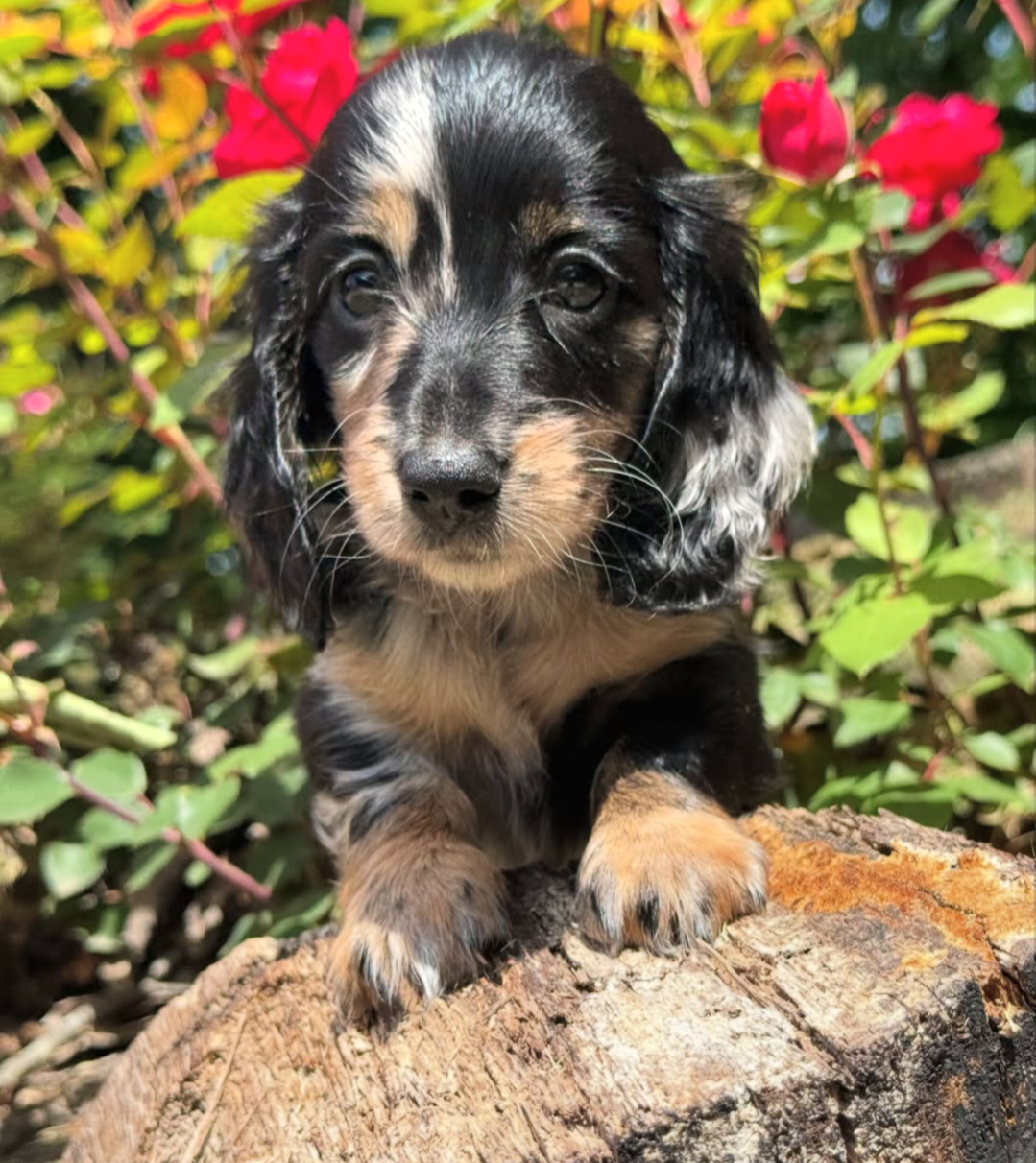 Milo, a Chocolate & Tan longhair dachshund puppy