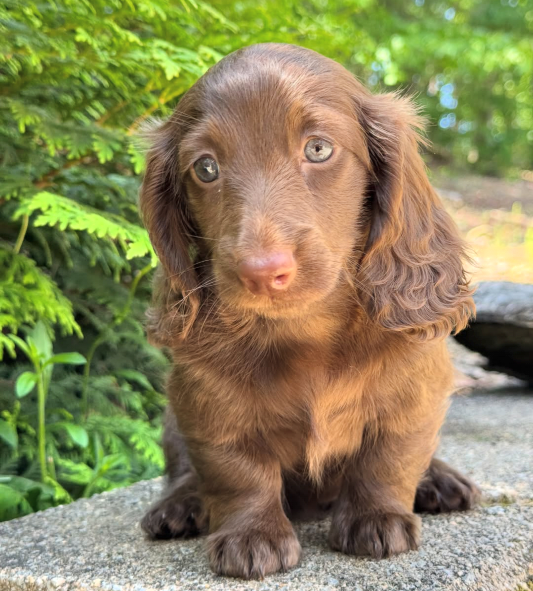 Rosie, a Red longhair dachshund puppy