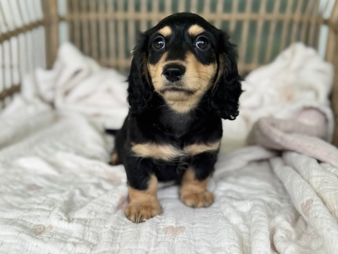 Hazel Jr., a Black & Tan longhair dachshund puppy