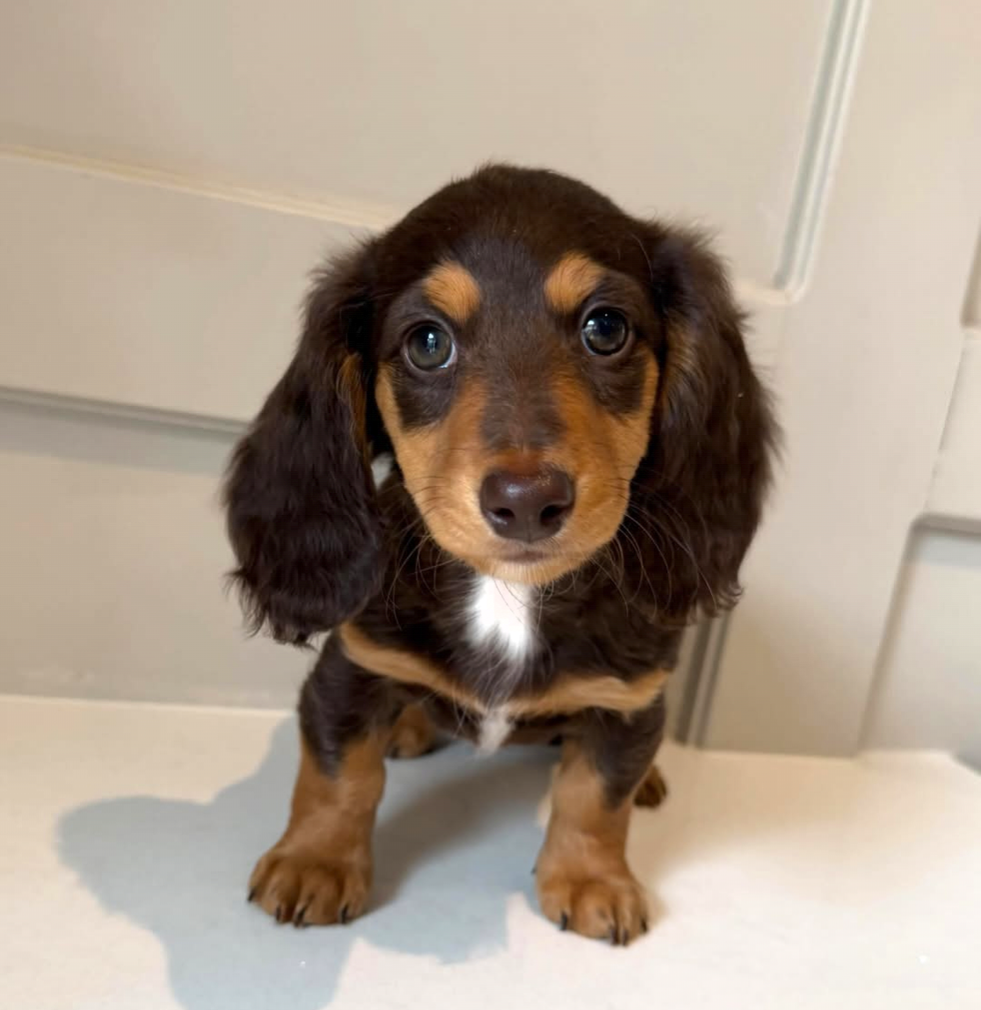 Daisy, a Red Dapple longhair dachshund puppy