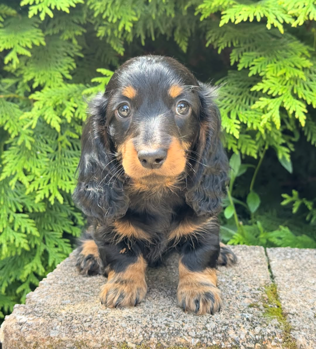 Teddy, a Red longhair dachshund puppy