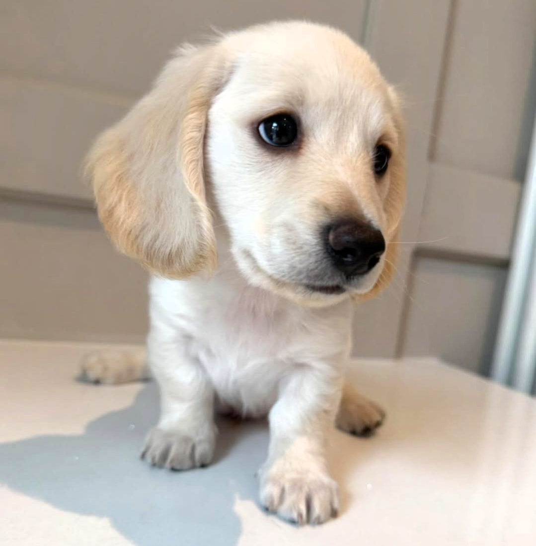 Archie, a Black & Tan longhair dachshund puppy